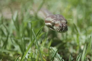 Australian Reptile Images Stampe: Australian Central Carpet Python