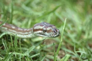 Scaled Reptile Photos Stampe: Australian Central Carpet Python