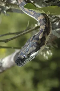 Deserted Tree Habitat Stampe: Australian Central Carpet Python