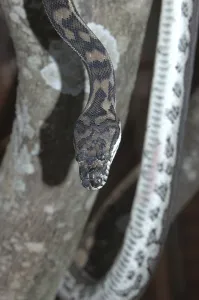 Deserted Tree Habitat Stampe: Australian Central Carpet Python