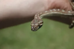 Scaled Reptile Pictures Stampe: Australian Central Carpet Python