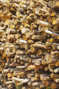 Deserted Woodpile Stampe: Background Stack of tree trunks