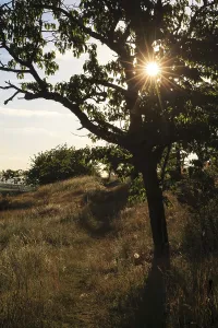 Rocky Landscape Scenery Stampe: Backlight tree with path