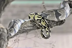 Ball Python Stampe: Ball Python or Royal Python (Python regius)