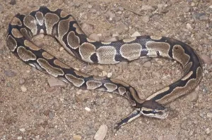Constrictor Snake Species Stampe: Ball (Royal) python (Python regius)