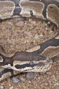 Ball Python Stampe: Ball (Royal) python (Python regius)
