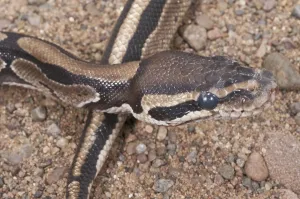 Royal Python Stampe: Ball (Royal) python (Python regius)