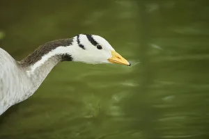 Wild Animal Head Shot Germany Stampe: Bar-headed goose (Anser indicus)