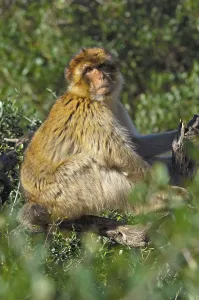 Macaca Sylvanus Stampe: Barbary macaque (Macaca sylvanus)