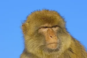Old World Monkey Images Stampe: Barbary macaque (Macaca sylvanus)