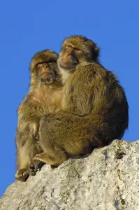 Old World Primates Stampe: Barbary macaques (Macaca sylvanus)