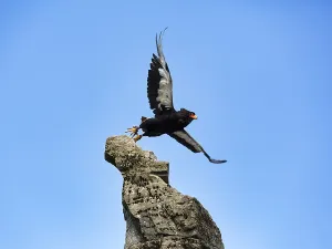 German Zoological Garden Animals Stampe: Bateleur, captive, snake eagle