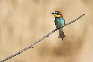 Breeding Season Wildlife Stampe: Bee-eater