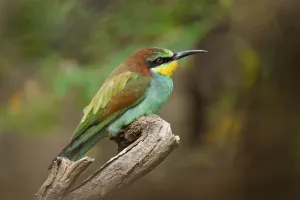 European Bee Eaters Stampe: Bee-eater (Merops apiaster)