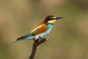 Wild Animal Portraits Gallery Stampe: Bee-eater (Merops apiaster)