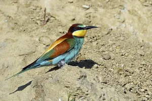 Merops Apiaster Species Stampe: Bee-eater, Merops apiaster