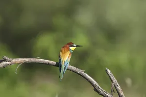 Merops Apiaster Images Stampe: Bee-eater (Merops apiaster)