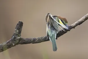 European Bee Eaters Nesting Site Stampe: Bee-eater (Merops apiaster)