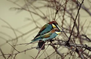Merops Apiaster Species Stampe: Bee-eater (Merops apiaster)