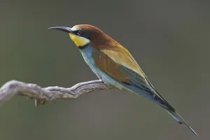 Merops Apiaster Species Stampe: Bee-eater (Merops apiaster)