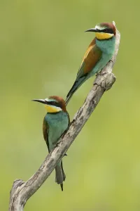 Merops Apiaster Images Stampe: Bee-eater (Merops apiaster)