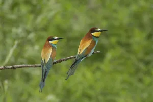 Coraciiformes Birds Europe Stampe: Bee-eater (Merops apiaster)