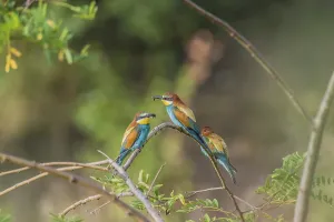 Colorful Feathered Friends Stampe: Bee-eater (Merops apiaster)