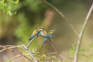 Bird Watching Europe Stampe: Bee-eater (Merops apiaster)