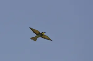 Insect Eating Birds Stampe: Bee-eater (Merops apiaster)