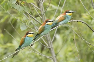 Uninhabited Tree Branches Stampe: Bee-eater (Merops apiaster)
