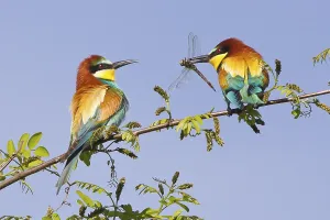Rock Cliff Landscape Stampe: Bee-eater (Merops apiaster)