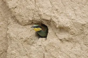Colorful Birds Stampe: Bee-eater (merops apiaster)
