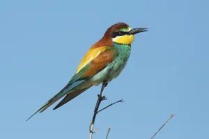 Singing Birds In Nature Stampe: Bee-eater (Merops apiaster)