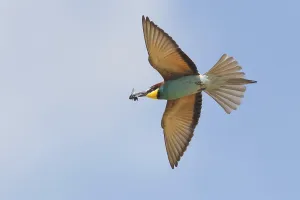 Colorful Birds Stampe: Bee-eater (merops apiaster)
