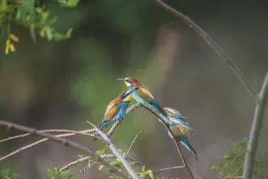 Colorful Birds Stampe: Bee-eater (Merops apiaster)