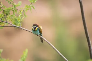 Colorful Birds Stampe: Bee-eater (merops apiaster)