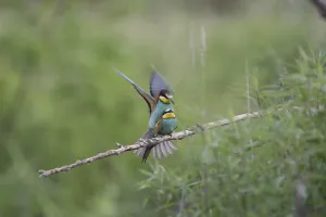 Deserted Bird Habitats Stampe: Bee-eater (Merops apiaster)