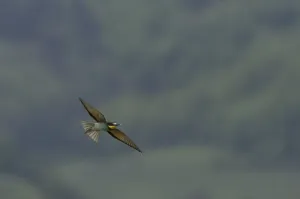 Animals In The Wild No People Present Stampe: Bee-eater (Merops apiaster)