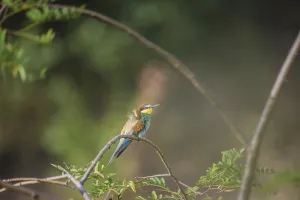Exotic Animal Pictures Stampe: Bee-eater (Merops apiaster)