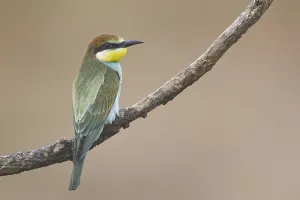 No People Nature Images Stampe: Bee-eater (Merops apiaster)
