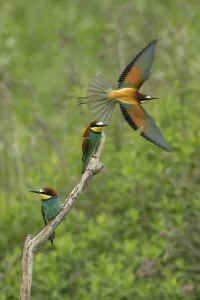 Animal Habitat Stampe: Bee-eater (Merops apiaster)