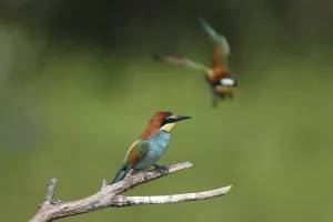 Fauna In Nature Stampe: Bee-eater (Merops apiaster)