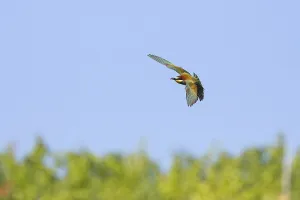 Orange Colored Birds Stampe: bee-eater (Merops apiaster)