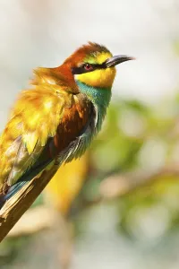 Bee Eater Species Stampe: Bee-eater (Merops apiaster)