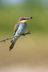 Merops Apiaster Images Stampe: bee-eater (Merops apiaster)