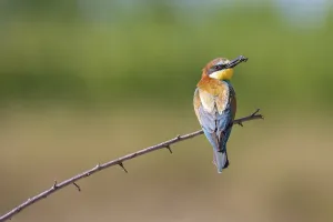 Orange Colored Birds Stampe: bee-eater (Merops apiaster)