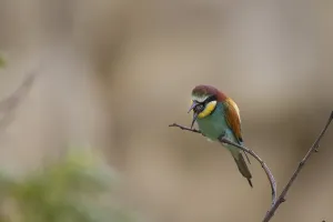 Fauna In Nature Stampe: Bee eater (Merops apiaster)