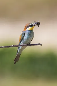 Merops Apiaster Images Stampe: bee-eater (Merops apiaster)