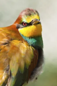 Fauna In Nature Stampe: Bee-eater (Merops apiaster)