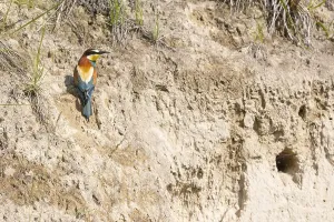 Orange Colored Birds Stampe: bee-eater (Merops apiaster)